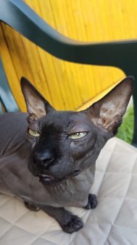 20 котов, морды которых выдают всё презрение к этому миру