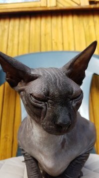 20 котов, морды которых выдают всё презрение к этому миру
