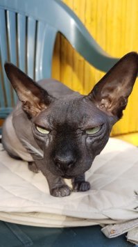 20 котов, морды которых выдают всё презрение к этому миру