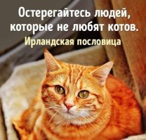 Зверские фото