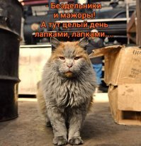 Кошачий фотопозитив