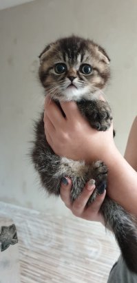 Это вот моё чудо