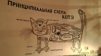 Кошачий фотопозитив
