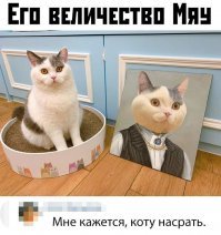 Кошачий фотопозитив