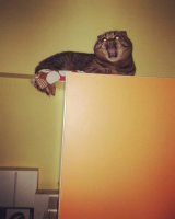 у меня котэ так стабильно просился , чтобы его "подсадили" на антресоль, а когда набродится и наваляется там в пыли вдоволь, орал, чтоб его сняли... но бывало и круто - мог сигануть проходящему на плечи с высоты почти в метр, без предупредительного "мяу"...вот эт было уже стремно =)