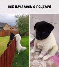 15 забавных животных, которых застали врасплох неприятности