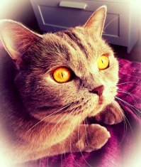 Ооооо, я кошатница та еще)))