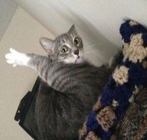 15 забавных животных, которых застали врасплох неприятности