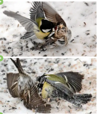 Синица в теме, сама мозг выклёвывает.