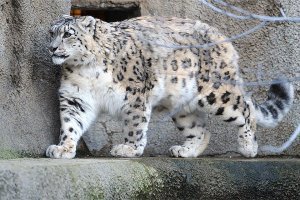 барс и есть кот..