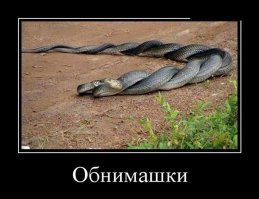 Прикольные и смешные картинки
