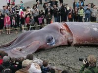 то что выложил автор фэйк