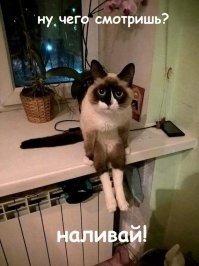 Кошачий фотопозитив