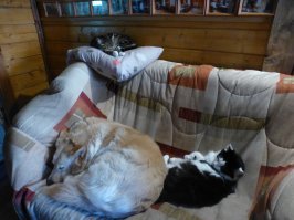 Георгий. Он же Гоша, спит с собакой Умкой. А сверху спит Марта. Идиллия.