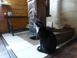 Человеческому скотству нет предела. Животные намного человечнее . Вот это кот Гомер. И назван он так не в честь Симпсонов. Почти шесть лет назад, он метался по дороге и  чуть не  попал нам под колеса. Остановились, подняли. У меня, пожилого мужика слезы навернулись. Он был весь в крови и плакал как ребенок.  В ветеринарке врачиха сказала, что глаза ему выкололи специально, кололи в глаза и нос иглами. Тушили об него сигареты. Предложила усыпить,  все равно жить не сможет. Мы с женой решили, что пусть поживет сколько сможет, попытаемся выходить, убить ни когда не поздно.  Первые месяцы, мне казалось,  что дома опять  грудной ребенок.  Он плакал, кричал, просыпаясь рвался куда то, пытаясь выбраться из мрака. Всего уже не расскажешь. Но сейчас это крепкий, упитанный кот.  Ни когда и ни где не гадит.  Знает где горшки / У нас кроме него еще шесть кошек и две собаки  и все подобраны/ Дом у нас двухэтажный, так вот по лестнице  Гомер спускается вниз головой бегом!  К тарелке торопится в числе первых.   Правда иногда после сна, а сны видимо сняться, он пытается бежать, выбежать из мрака хочет. Но быстро успокаивается.
  Вот такая друзья печальная история, про котов и людей.