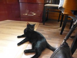 А это Нельсон. У него один глаз, второй ворона выклевала.