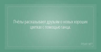 Индийские пчелы ?   ;)