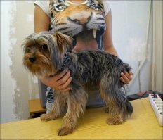 20 необычных фото, которые обязательно обманут ваше зрение