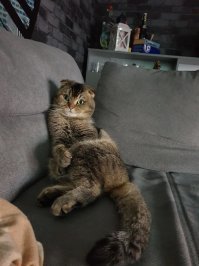 Вот мой хозяйн , вообще не понимает зачем нужно шевилиться