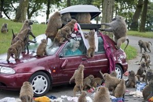 Китайский БПЛА Wing Loong, серьезно пострадал от нашествия детей на авиасалоне МАКС 2019