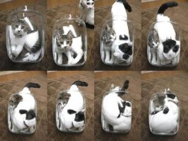 Коты - это жидкость))