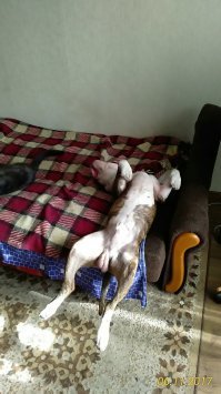 60 собак, уснувших в самых неудобных и уморительных позах