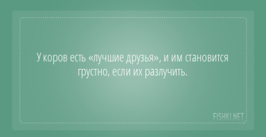 Как то арендовали мы за городом дом. Так вот у тех хозяев была страусиная ферма и небольшой импровизированный зоопарк. Когда мы туда пришли, в нём постоянно, не прекращая кричал ослик. Мы поинтересовались у экскурсовода - в чём дело? Оказалось, что вчера хозяин продал второго ослика, после чего этот полностью отказался от еды и воды и постоянно кричал. Было нереально жаль бедолагу. Так что я думаю у очень многих животных есть друзья, по которым они нереально тоскуют при разлуке.