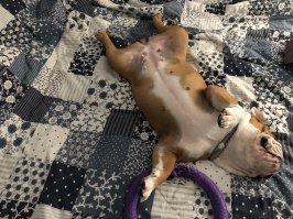 спит только на спине. все они родные и свои собаки и кошки