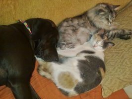 Подушко-коты