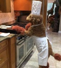 А началось всё с того, что тапки принёс!