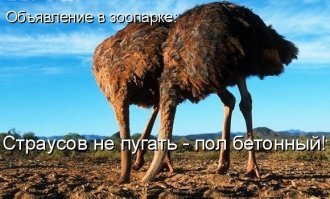 Правда ли, что страусы прячут голову в песок?