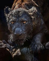 Не ходите в Африку гулять