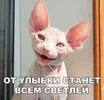 20 котов, морды которых выдают всё презрение к этому миру
