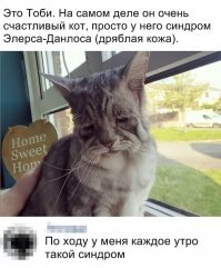 Кошачий фотопозитив