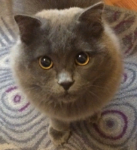 Попрошайки - собакены! Котики они не такие!;)