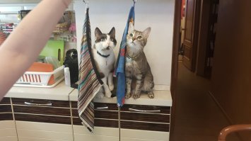 Кошачий фотопозитив