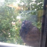 Может ворона а может галка, х.з. я с них не тащщусь. После ливня на подоконнике у нас сидела.