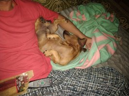 60 собак, уснувших в самых неудобных и уморительных позах