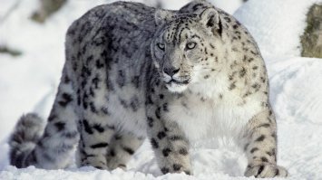 Красота больших кошек в снимках фотографа National Geographic