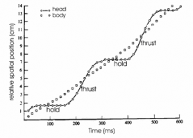 Можно было гораздо короче написать.

Голуби кивают при ходьбе для стабилизации изображения, потому что так проще различать предметы и замечать движущиеся объекты (например хищника). Поэтому на самом деле голуби не кивают, они совершают поступательное движене головой, которое состоит из двух фаз   рывок и удержание. То есть сперва голубь резко выкидывает голову вперед, а потом некоторе время голова держиться стабильно относительно земли. Когда тело догоняет голову   новый рывок и так далее. Это хорошо видно на картинке и на графике (точками обозначено движение тела, а сплошной линией   движение головы).

И кстати, кивают при ходьбе не только голуби, но и многие другие птицы.