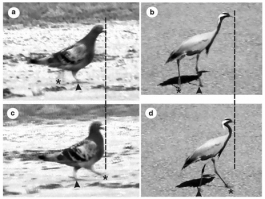 Можно было гораздо короче написать.

Голуби кивают при ходьбе для стабилизации изображения, потому что так проще различать предметы и замечать движущиеся объекты (например хищника). Поэтому на самом деле голуби не кивают, они совершают поступательное движене головой, которое состоит из двух фаз   рывок и удержание. То есть сперва голубь резко выкидывает голову вперед, а потом некоторе время голова держиться стабильно относительно земли. Когда тело догоняет голову   новый рывок и так далее. Это хорошо видно на картинке и на графике (точками обозначено движение тела, а сплошной линией   движение головы).

И кстати, кивают при ходьбе не только голуби, но и многие другие птицы.