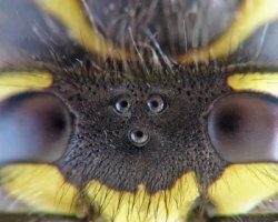 У осы вообще пять глаз.Два фасеточных и три со зрачком.