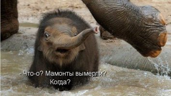 Что вы могли не знать о мамонтах 
