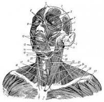 Нижняя челюсть и мягкие ткани-чистая импровизация, вариаций миллионы, о каких 75% точности может идти речь?