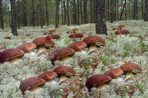 В грибной год фотошоп сразу по 9 штук тавляет, а тут только по три.