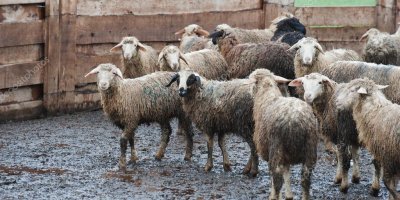 Раскрыта связь между мясоедством и интеллектом