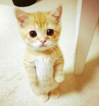 Ещё один Рыжик нашёл свой новый дом. Я больше чем в этом уверен.