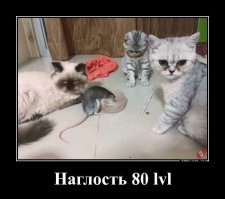 Образ Котэ в демотиваторах