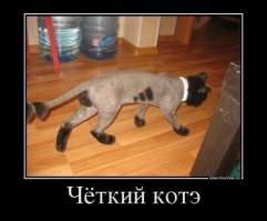Образ Котэ в демотиваторах