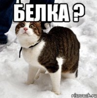 Образ Котэ в демотиваторах